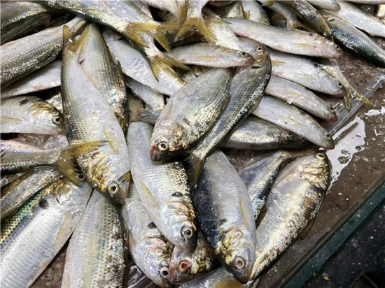 150余種沿海地區(qū)河海鮮，做廚師的一定要認(rèn)識(shí)（下）