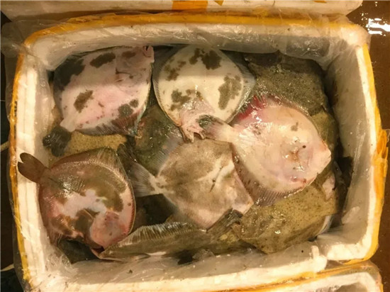 150余種沿海地區(qū)河海鮮，做廚師的一定要認(rèn)識(shí)（下）