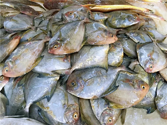 150余種沿海地區河海鮮，做廚師的一定要認識（上）