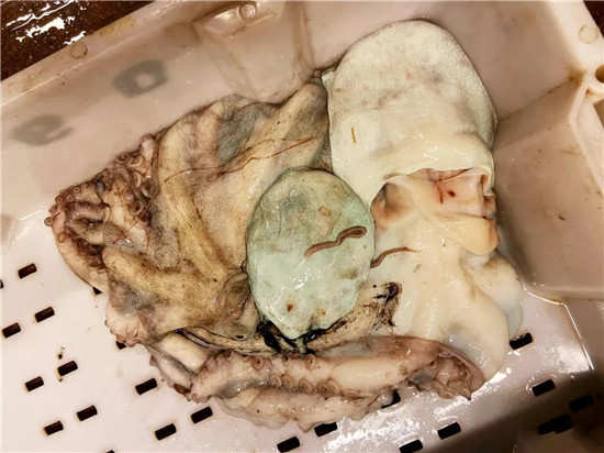150余種沿海地區(qū)河海鮮，做廚師的一定要認(rèn)識(shí)（下）