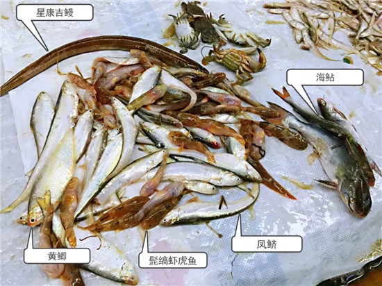 150余種沿海地區(qū)河海鮮，做廚師的一定要認(rèn)識(shí)（下）