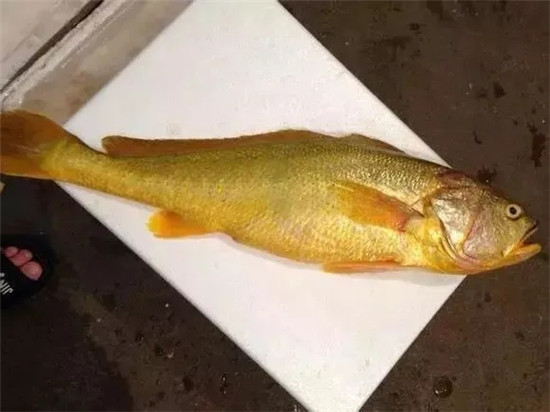 這幾種魚都很像大黃魚，到底哪一種才是大黃魚？