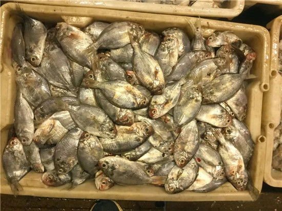 150余種沿海地區河海鮮，做廚師的一定要認識（上）