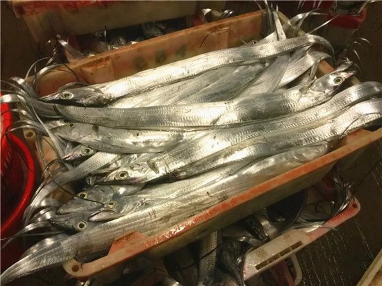 150余種沿海地區河海鮮，做廚師的一定要認識（上）