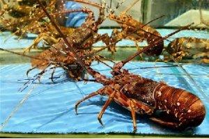 150余種沿海地區(qū)河海鮮，做廚師的一定要認(rèn)識（上）