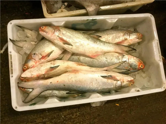 150余種沿海地區河海鮮，做廚師的一定要認識（上）