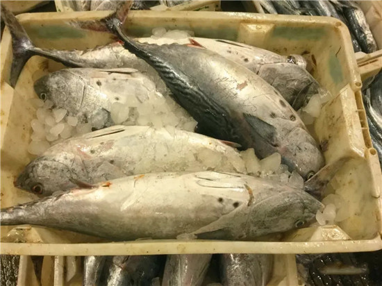 150余種沿海地區河海鮮，做廚師的一定要認識（上）