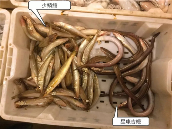 150余種沿海地區河海鮮，做廚師的一定要認識（上）