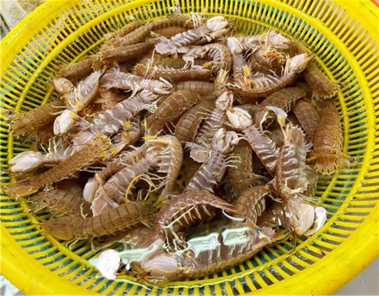 150余種沿海地區(qū)河海鮮，做廚師的一定要認(rèn)識(shí)（下）