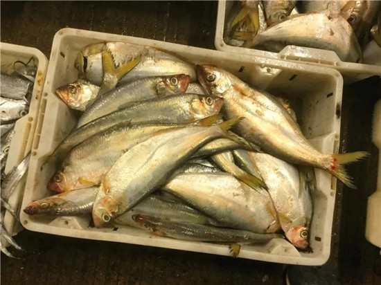150余種沿海地區河海鮮，做廚師的一定要認識（上）