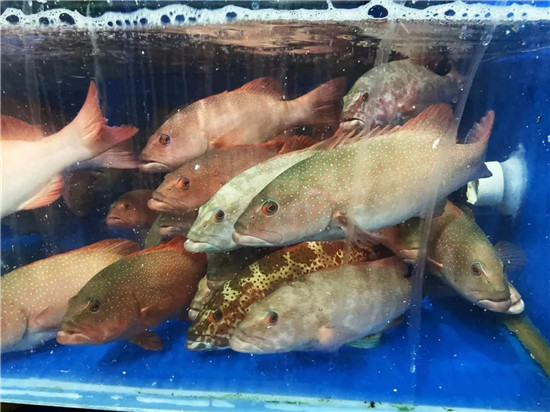 150余種沿海地區河海鮮，做廚師的一定要認識（上）