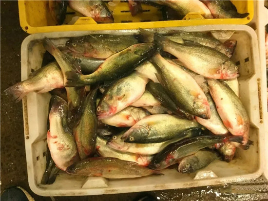 150余種沿海地區河海鮮，做廚師的一定要認識（上）