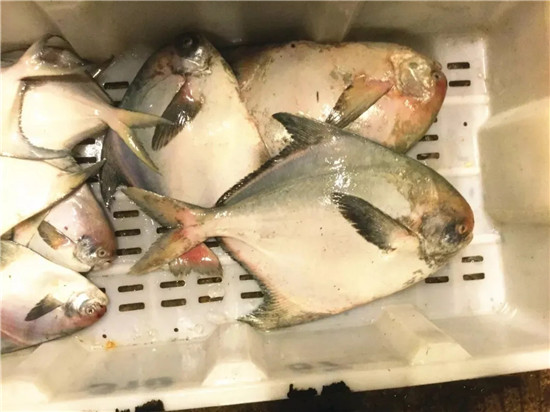 150余種沿海地區河海鮮，做廚師的一定要認識（上）