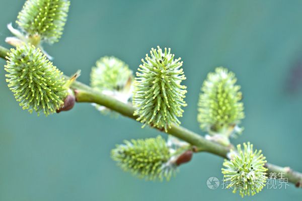 柳芽的功效與作用