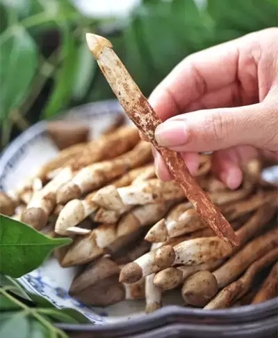 它被稱為“雞樅菌里的法拉利”，不是有錢就能吃到