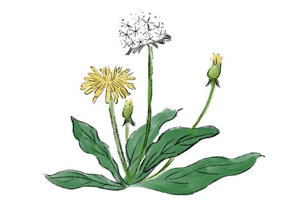 蒲公英泡水喝能減肥嗎 蒲公英泡水喝的功效