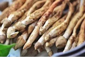 它被稱為“雞樅菌里的法拉利”,不是有錢就能吃到