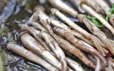 它被稱為“雞樅菌里的法拉利”，不是有錢就能吃到