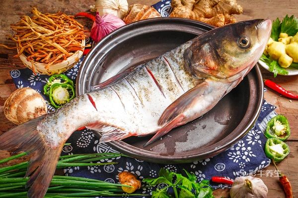 鳙魚1.jpg