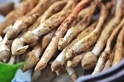它被稱為“雞樅菌里的法拉利”，不是有錢就能吃到