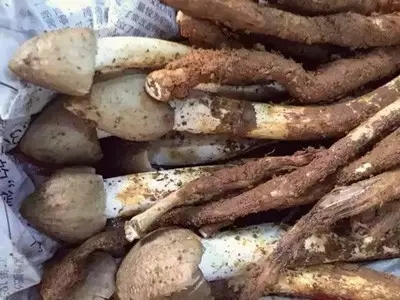 它被稱為“雞樅菌里的法拉利”，不是有錢就能吃到