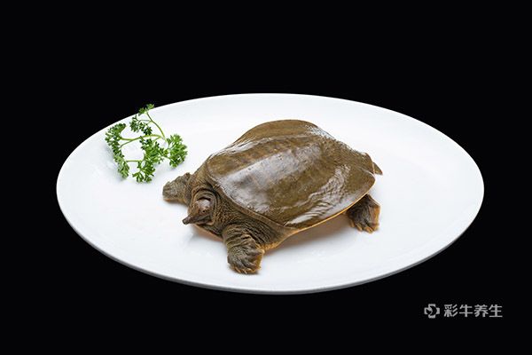 甲魚(yú)3.jpg