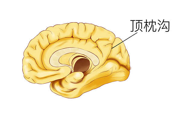 雞血藤的功效與作用 雞血藤的禁忌