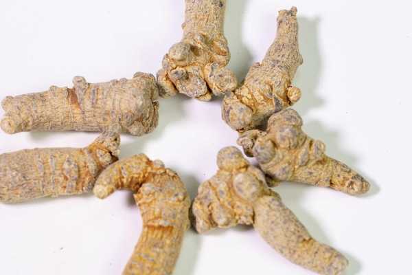 三七粉可以每天吃嗎