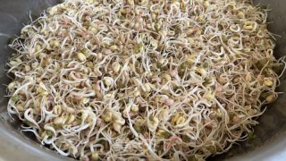 自發(fā)綠豆芽的做法步驟：6