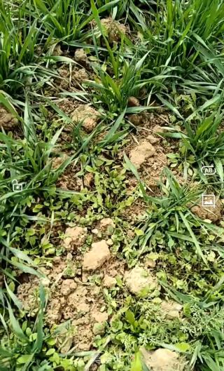 吃春的做法步驟：1