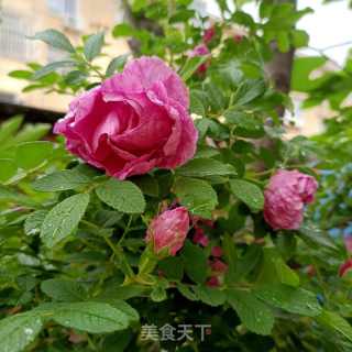 玫瑰花瓣干的做法步驟：1