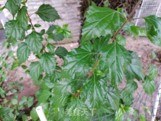 自制神仙豆腐的做法步驟：1