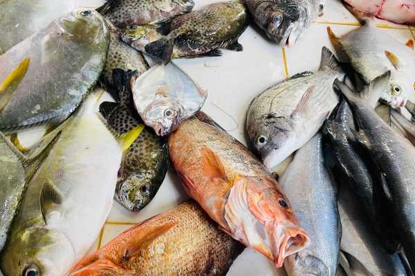 梭邊魚什么人不能吃