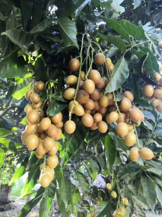 自制黃皮蜜餞的做法步驟：1