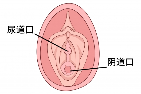 女性尿道口是什么 女性尿道口是什么樣的
