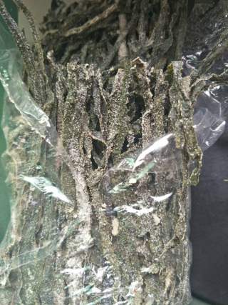 韓式海帶湯的做法步驟：1