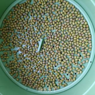 自發(fā)綠豆芽的做法步驟：2
