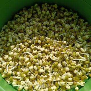 自發(fā)綠豆芽的做法步驟：6