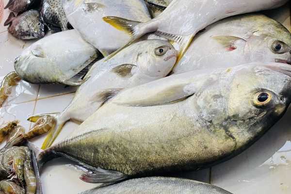 明太魚和鱈魚的營養(yǎng)區(qū)別