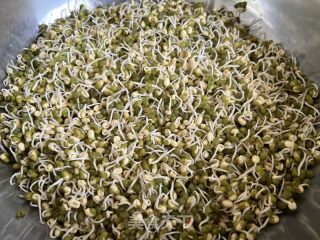 自發(fā)綠豆芽的做法步驟：4
