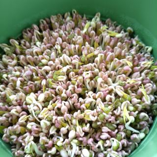 自發(fā)綠豆芽的做法步驟：10
