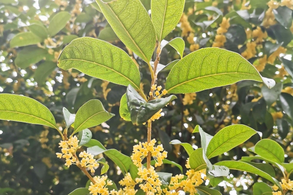 桂花茶的功效與作用及禁忌