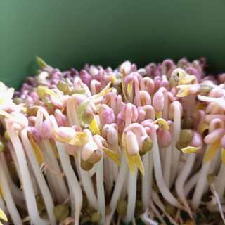 自發綠豆芽