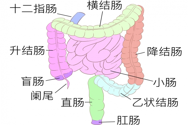 包頭東大肛腸?？漆t院地址