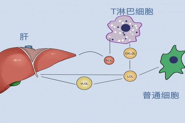 怎么養(yǎng)肝護(hù)肝